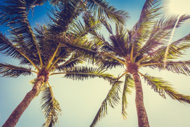 Vintage palmiye ağaçları