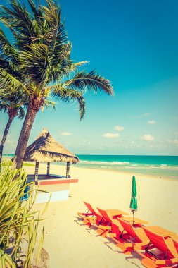 Şemsiye ve tropikal plaj sandalye