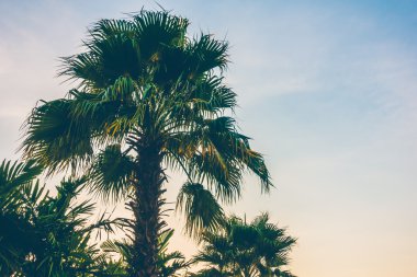 siluet palmiye ağaçları