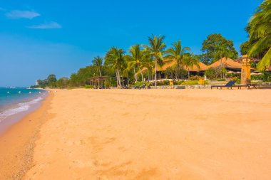 Güzel bir plaj ve deniz ile palmiye ağacı