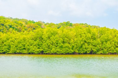 Güzel mangrov orman