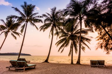 Hindistan cevizi hurma ağaçlarının Silhouettes