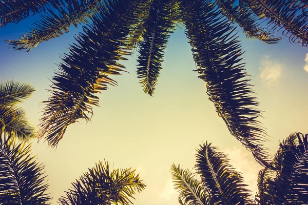 在天空上的椰子棕榈树 — 图库照片