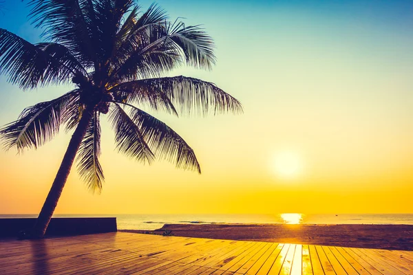 Hindistan cevizi palmiyesi