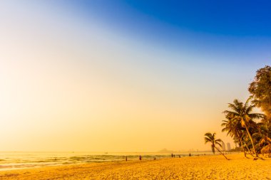 güzel Hindistan cevizi hurma ağacı