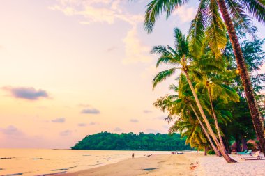 Hindistan cevizi hurma ağaçlarının Silhouettes