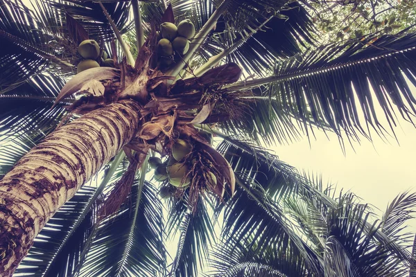 Винтажные пальмы — стоковое фото
