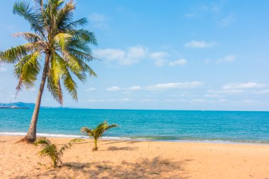 Kumsalda hindistan cevizi ağacı