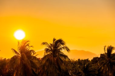 gün batımı ile siluet palmiye ağacı