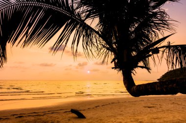 Hindistan cevizi hurma ağaçlarının Silhouettes