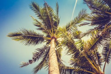 Vintage palmiye ağaçları