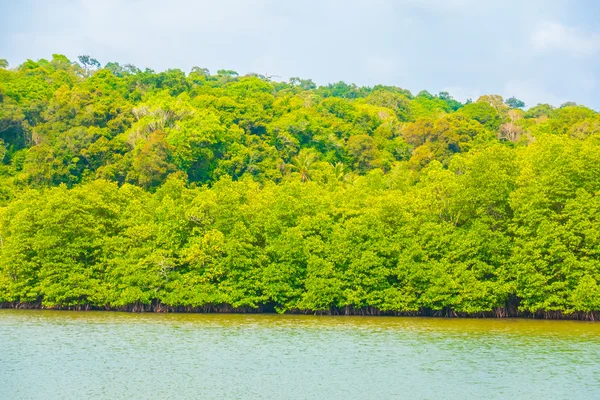 Güzel mangrov orman