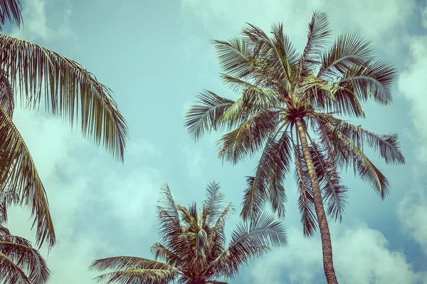 Vintage palmiye ağaçları — Stok fotoğraf
