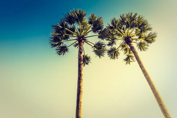 Palmeira de coco no céu — Fotografia de Stock