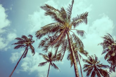 Vintage palmiye ağaçları