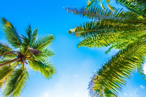 Coconut palm tree on sky — Stock Photo, Image