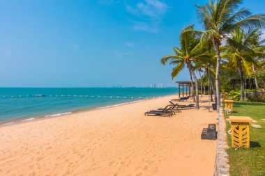 Güzel bir plaj ve deniz ile palmiye ağacı