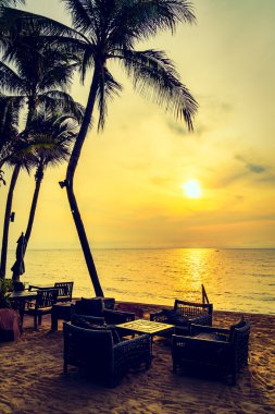 Güzel Hindistan cevizi palmiye ağaçları