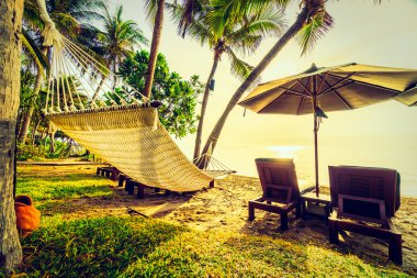 Güzel Hindistan cevizi palmiye ağaçları