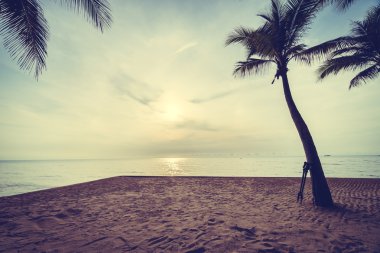 Güzel Hindistan cevizi palmiye ağaçları