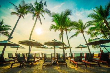 Güzel Hindistan cevizi palmiye ağaçları