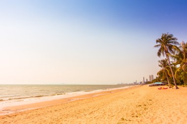 Sahildeki palmiye ağacı