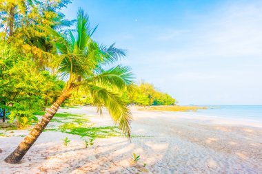 şemsiye ve güzel tropik sahil sandalye