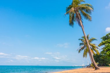 Kumsalda hindistan cevizi ağacı