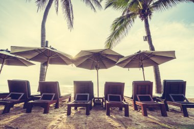 Güzel Hindistan cevizi palmiye ağaçları