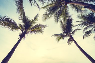 Hindistan cevizi hurma ağaçları Beach