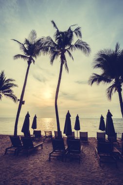 Güzel Hindistan cevizi palmiye ağaçları