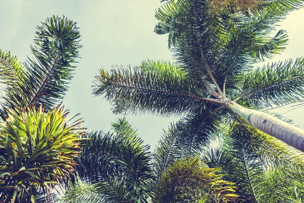 Vintage Palm trees — Stock Photo, Image