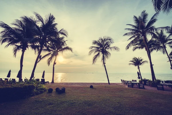 Güzel Hindistan cevizi palmiye ağaçları