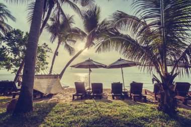 Güzel Hindistan cevizi palmiye ağaçları