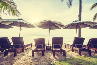 Sahilde güzel Hindistan cevizi palmiye ağaçları