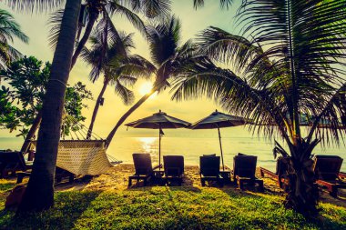 Sahilde güzel Hindistan cevizi palmiye ağaçları