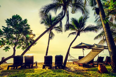 Sahilde güzel Hindistan cevizi palmiye ağaçları