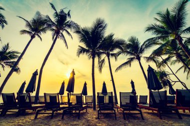 Sahilde güzel Hindistan cevizi palmiye ağaçları