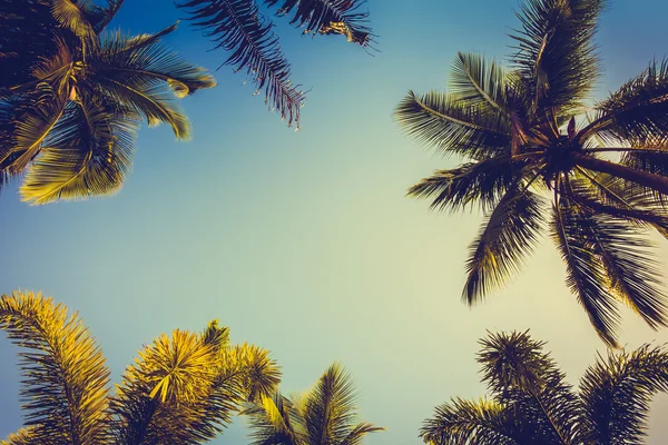 Coconut palmträd på himlen — Stockfoto