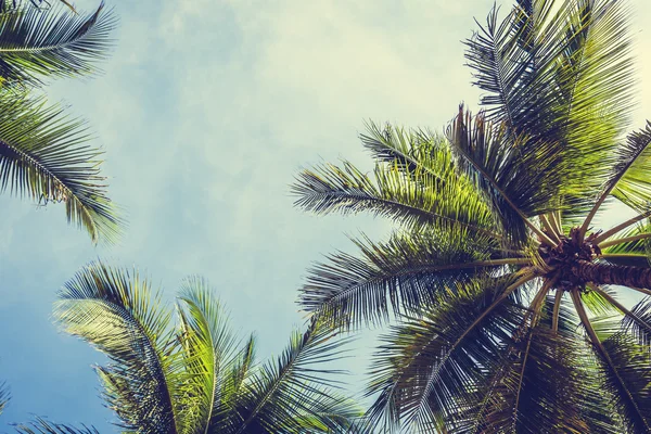 Vintage Palm trees — Stock Photo, Image