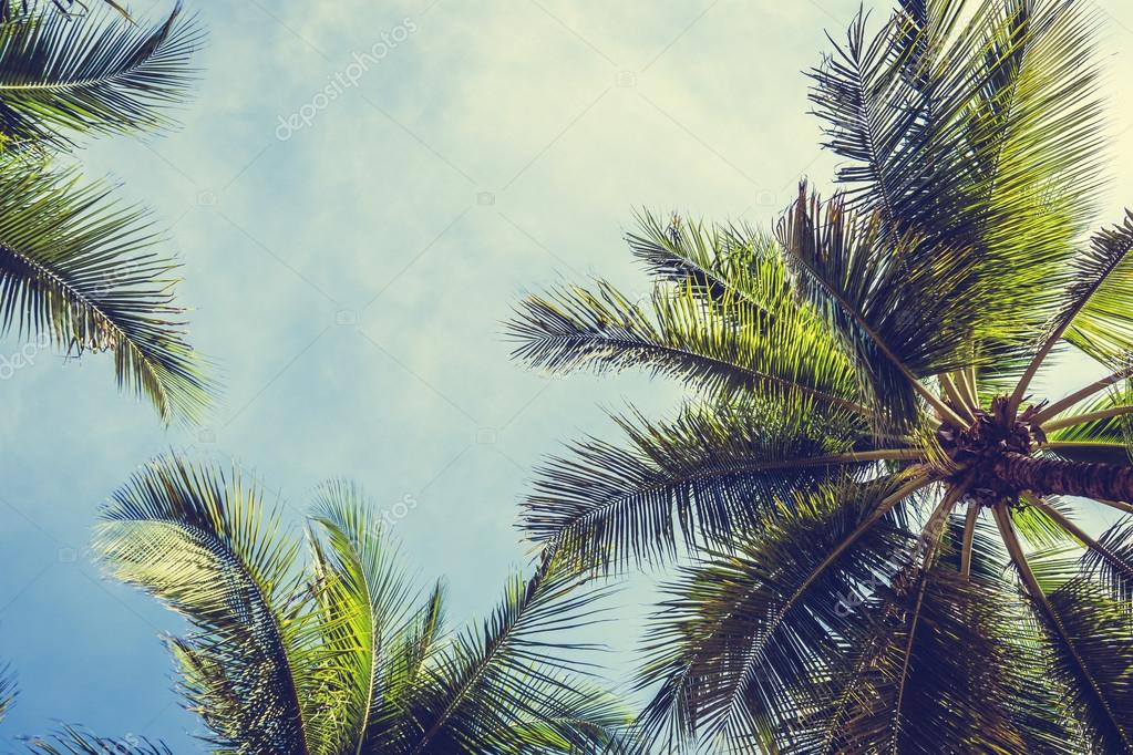 Exotic Palm Trees Background Vintage for Beach-themed designs