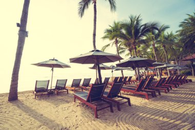 Sahilde güzel Hindistan cevizi palmiye ağaçları