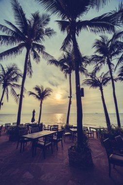 Sahilde güzel Hindistan cevizi palmiye ağaçları