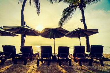 Sahilde güzel Hindistan cevizi palmiye ağaçları