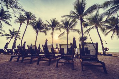 Sahilde güzel Hindistan cevizi palmiye ağaçları