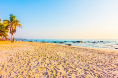 güzel Hindistan cevizi hurma ağacı