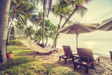 Sahilde güzel Hindistan cevizi palmiye ağaçları