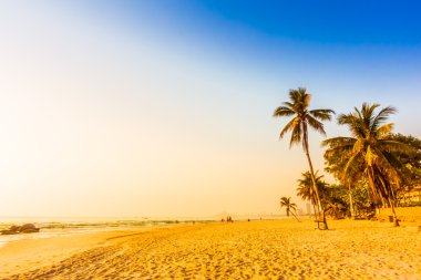 güzel Hindistan cevizi hurma ağacı