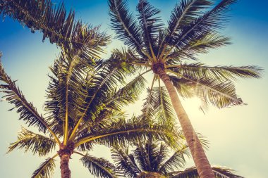 Vintage palmiye ağaçları