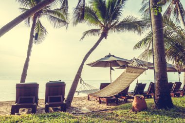 Sahilde güzel Hindistan cevizi palmiye ağaçları